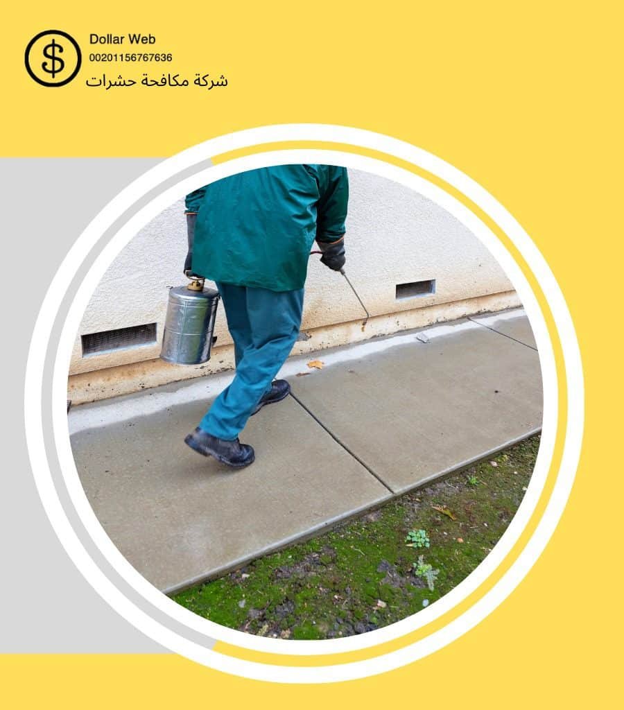 مكافحة صراصير الجزيرة بالرياض